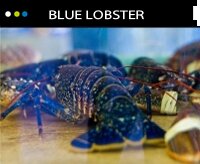 Le homard bleu de Loguivy