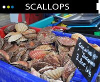 La coquille Saint-jacques